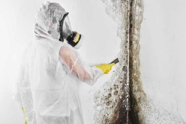 Best Professional Mold Removal  in Jones, OK