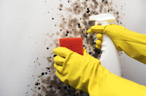 Best Mold Cleaning Services  in Jones, OK