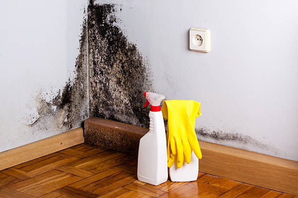 Best Mold Removal Company Near Me  in Jones, OK