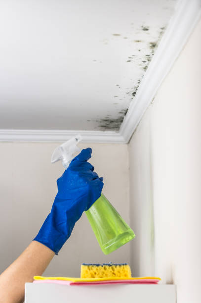 Best Toxic Mold Removal  in Jones, OK